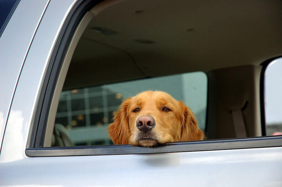 A Dog with it head hanging out of a car window
