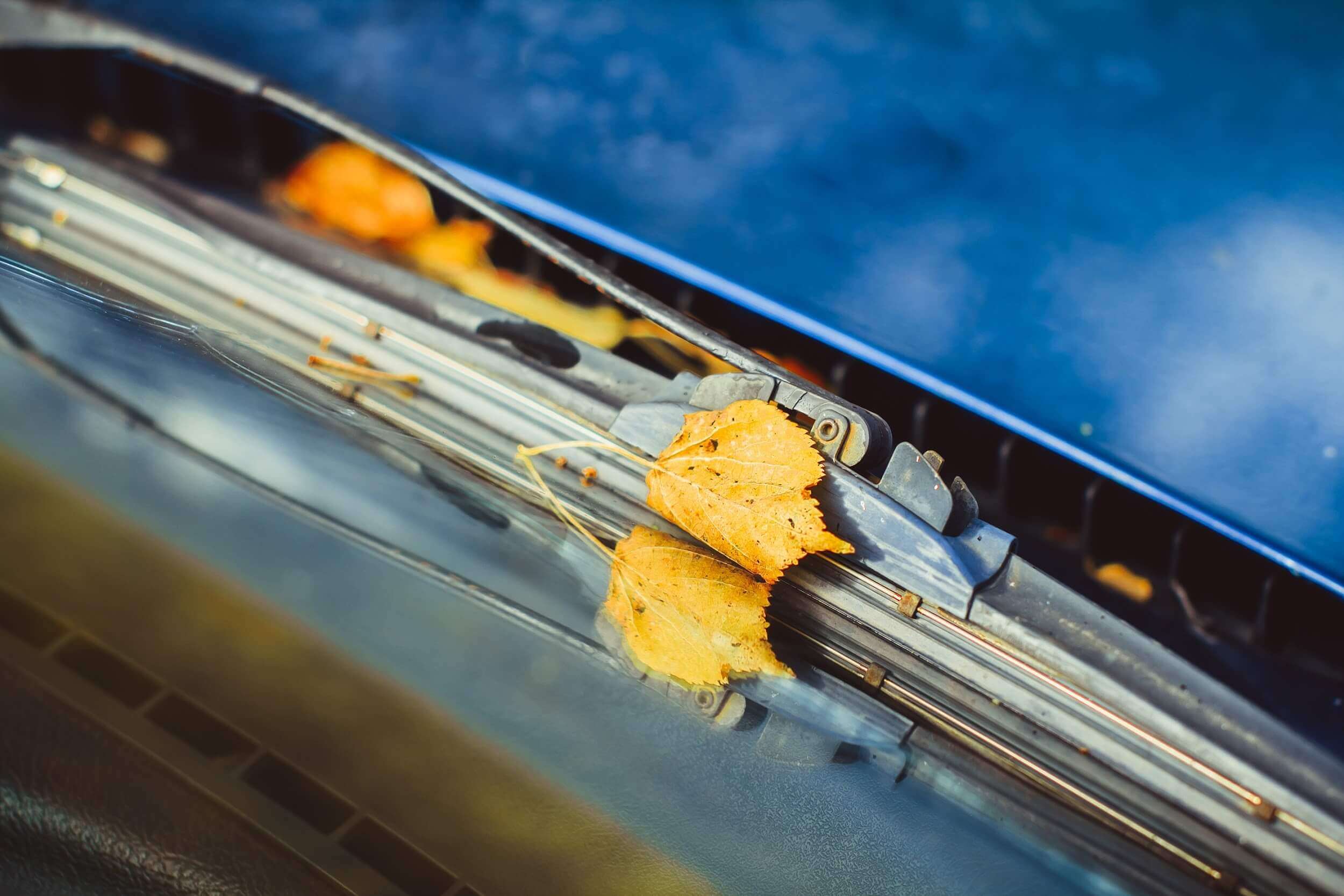 A leaf on a windscreen